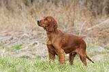 SETTER IRLANDAIS 229